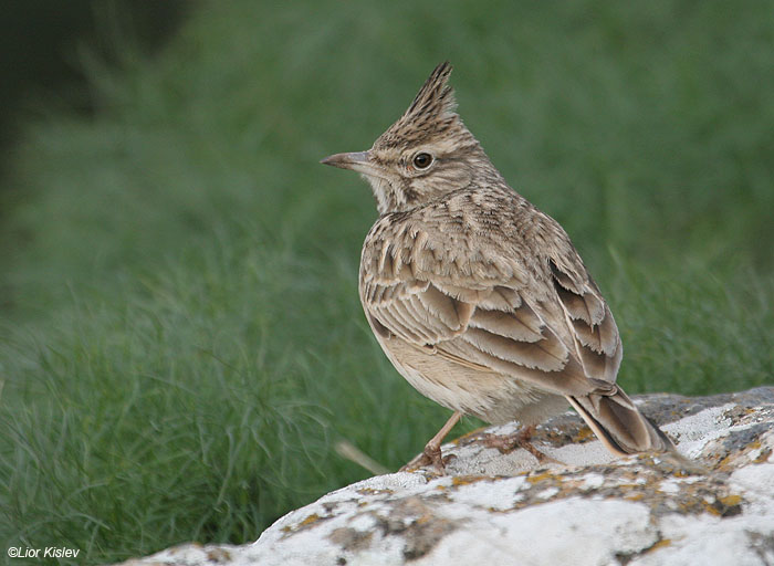   Crested Lark   Galerida cristata                             ,   , 2008.: 